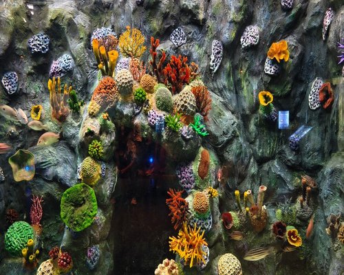 Smartphone displaying a coral exploration game